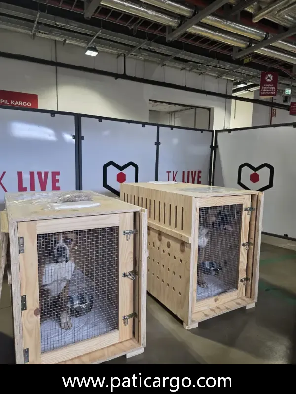 Kedi ve köpek taşıma hizmeti