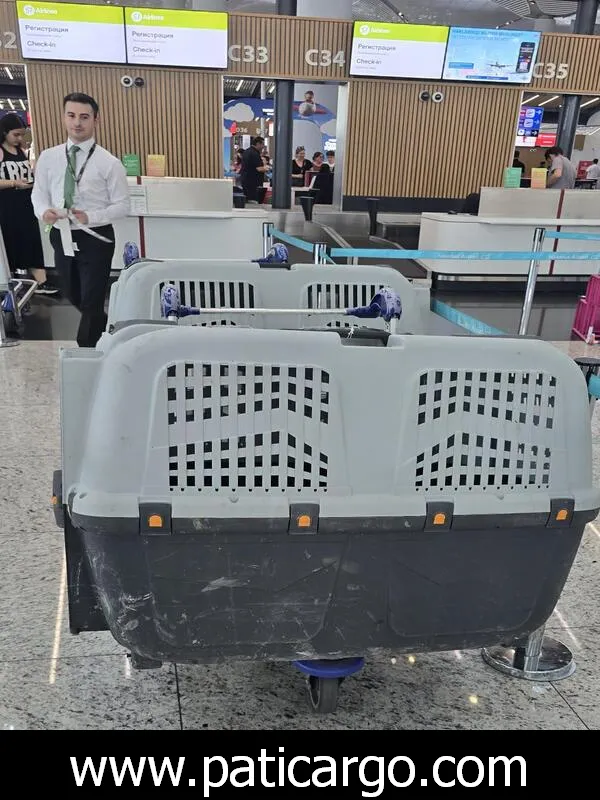 Kedi ve köpek taşıma hizmeti